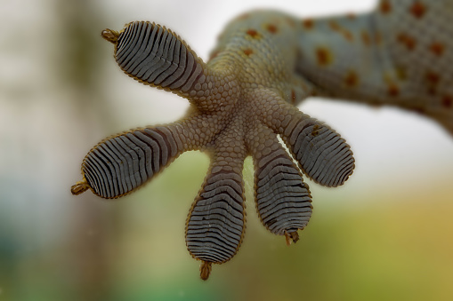 Amazing Gecko leg, Amazing Fingers of Gecko on glass, beautiful Gecko natural, Macro shots.