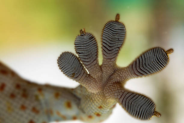 istock A Gecko foot adhesion It is a prototype for new product development, research and improvement products, fingers of a Gecko on glass, an amazing gecko leg and a Close-up gecko leg 1483850022
