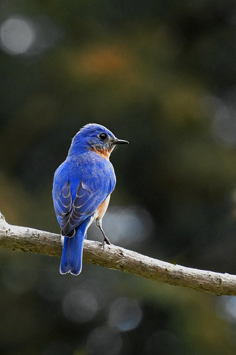 Male Eastern Bluebird, Sialia sialis, perched in a tree