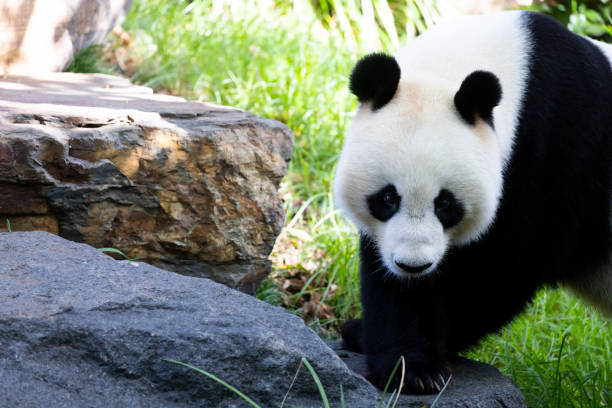 istock Giant Panda in Australia 1483851393