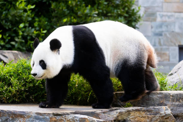 istock Giant Panda in Australia 1483851394
