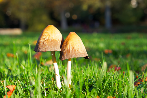 close-up of two small mushrooms on the green grass in the park on a sunny autumn day