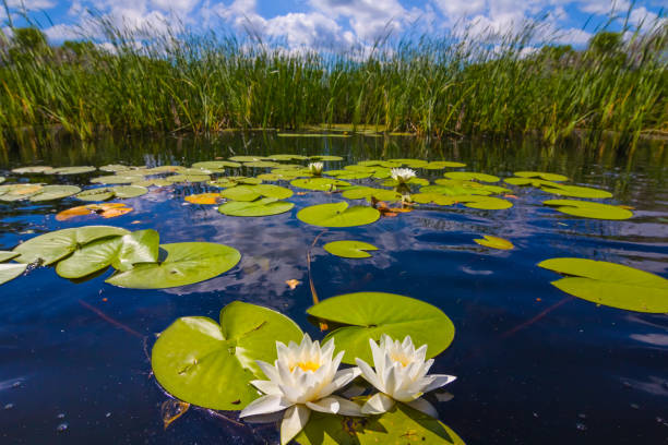 istock summer lake with white lilies under cloudy sky 1483854162