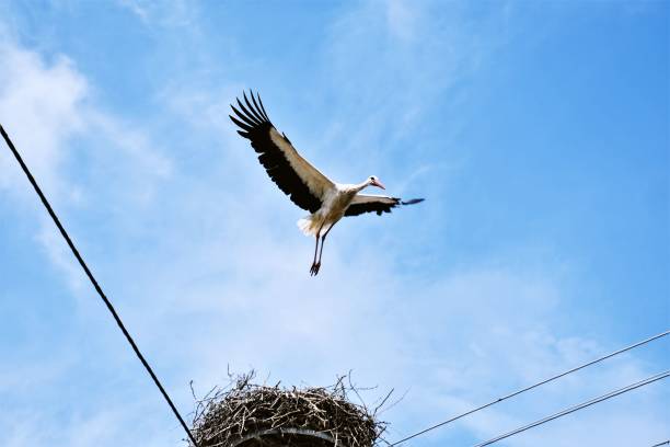 istock Low angle of a stork soaring through the sky, with a nest visible in the foreground 1483855524