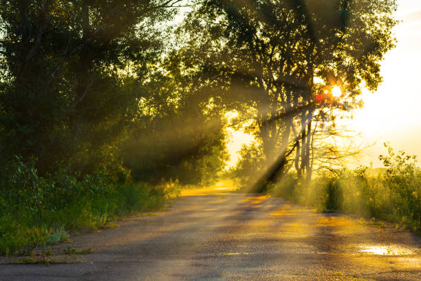 istock wet asphalt road through a forest in light of evening sun 1483855593