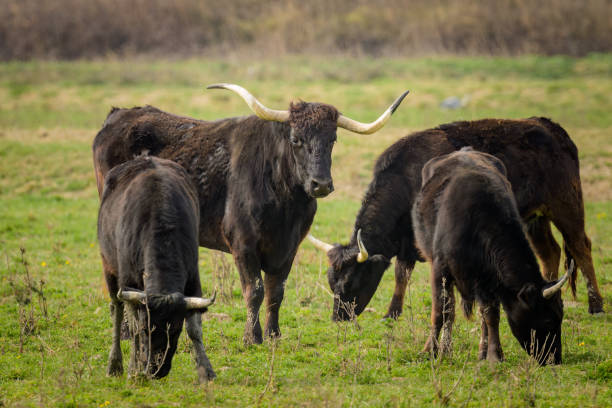 istock A group of black bulls standing on a pasture in Camargue 1483858170