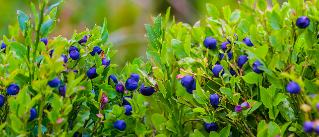 closeup blueberry bush with ripen berries