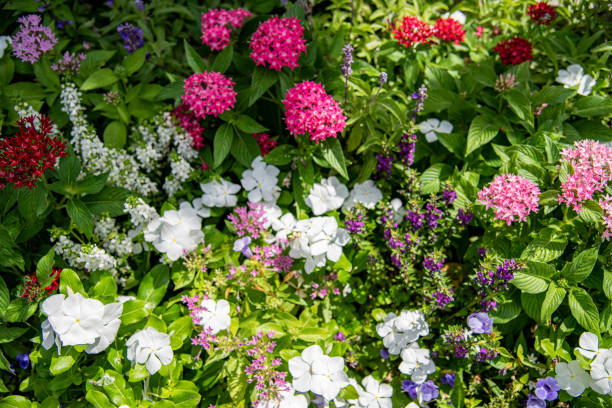 istock Cute colorful flowers 1483859904