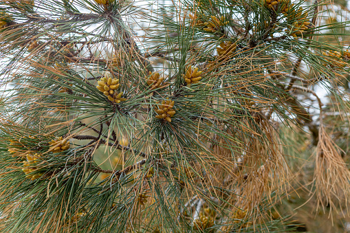 Blooming pine tree branch in sun light. Green Pine branches with yellow pollen cones