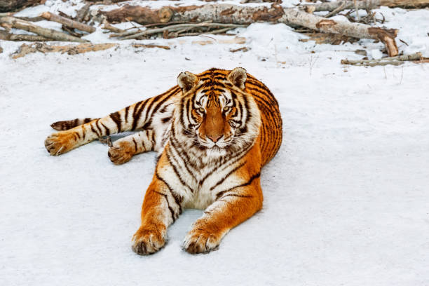 istock Tiger on the road at winter day. 1483860742