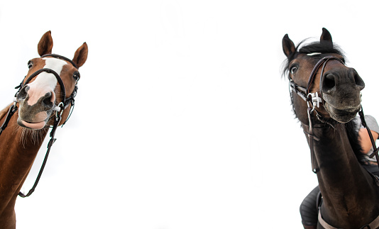 Two horses looking down. White background. Empty space between. Equestrian theme.