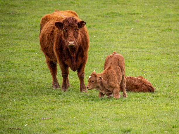 Red Angus Cow With Calf Stretching & Waking Up.