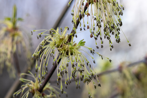 American maple blossoms in early spring close up. Ash-leaved maple inflorescences on tree branch. Long catkins negundo on blue sky background. Brown buds blooming and germinate in sunny day.