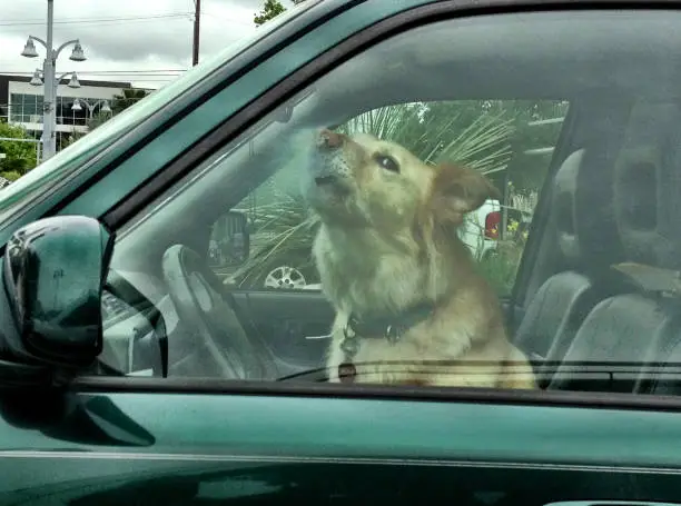 A yellow dog in the driver's seat of a green car with nose lifted and steam on window