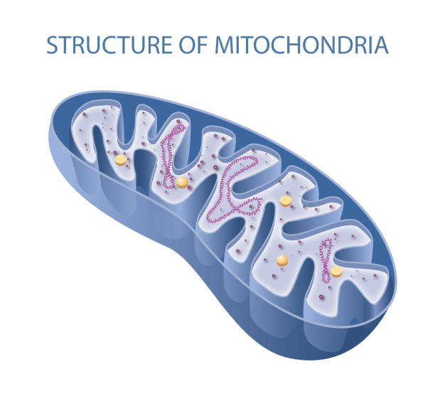 illustrations, cliparts, dessins animés et icônes de composants d’une mitochondrie typique - blood cell cell human cell animal cell