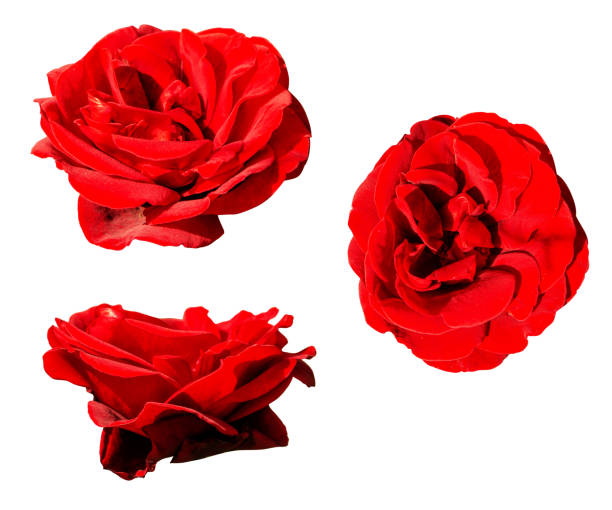 istock Red rose color rose blossoming flower head different view set isolated 1483863572