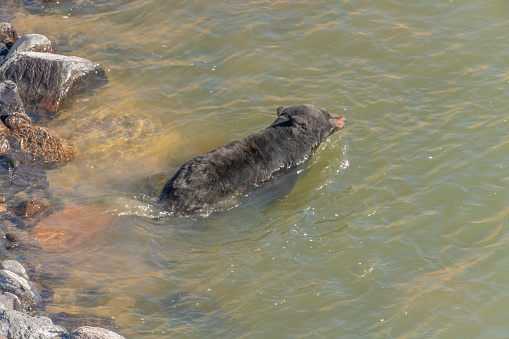 Large male Black bear starts swim across Yellowstone river in the early morning light in the Yellowstone Ecosystem  in Wyoming, in northwestern USA. Nearest cities are Gardiner, Cooke City, Bozeman and Billings Montana, Denver, Colorado, Salt Lake City, Utah and Jackson, Wyoming.