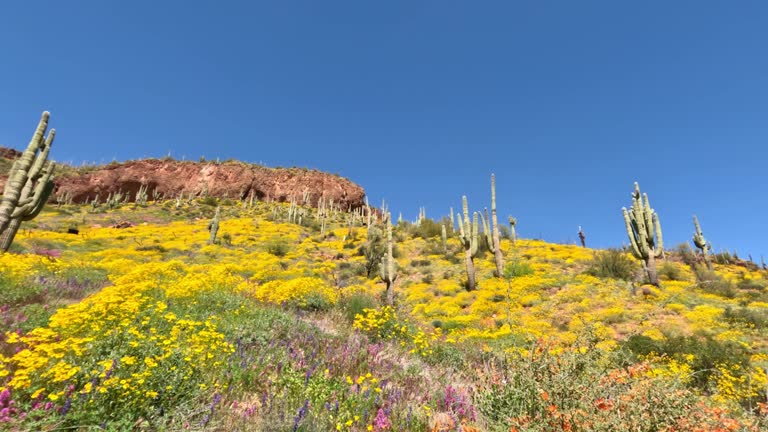 Arizona Super Bloom