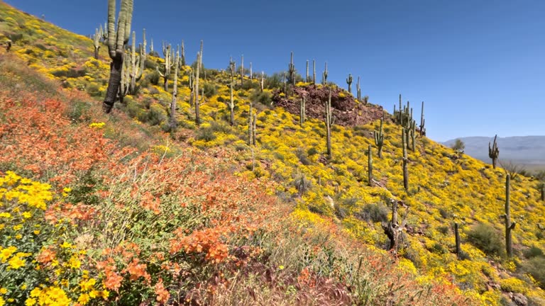 Arizona Super Bloom