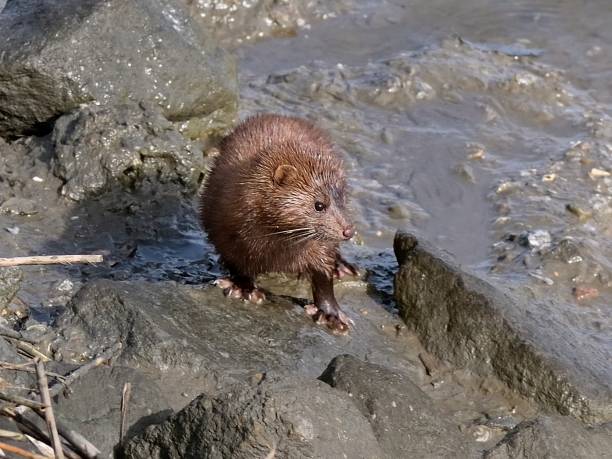 istock Wet American Mink Coming Ashore 1483864156