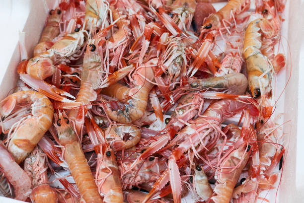 Background of fresh seafood fish clams crabs