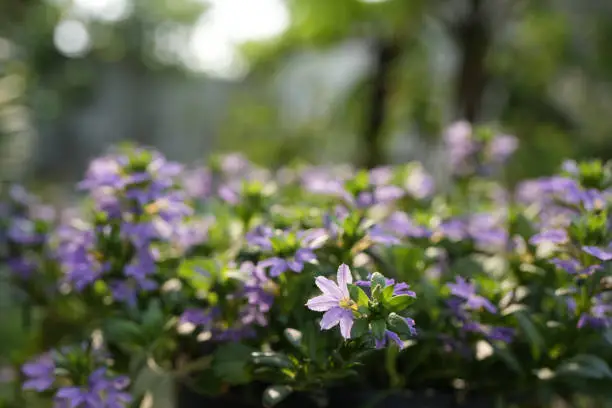 Purple Scaevola aemula flower field