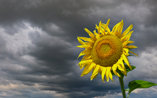 A glimmer of hope in uncertain times. Single sunflower in front of dark storm clouds.