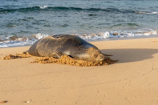 Monk seal resting on a sandy beach by the ocean surf after covering its face in sand, Mahaulepu Beach, Kauai, Hawaii
