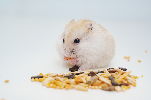 A small white with red Dzungar hamster eats seeds on a white table. concept of food for domestic rodents.