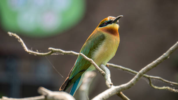 istock A bird with colorful feathers 1483865790