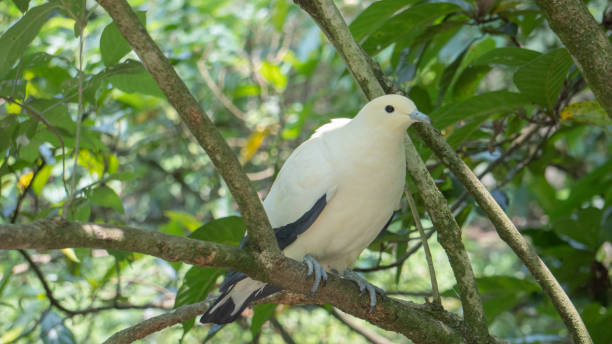 istock White dove standing on a branch 1483865813