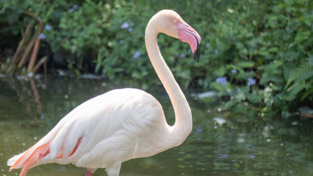 istock A flamingo with pink feathers 4 1483865854