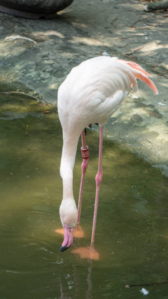 istock A flamingo with pink feathers 3 1483865907