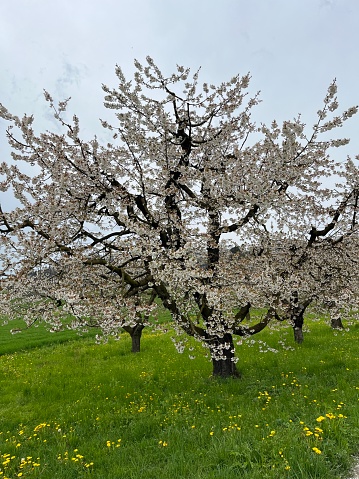 vibrant pink almond tree flower bloom