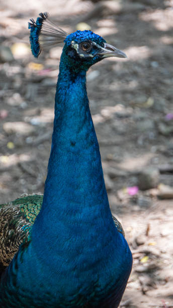 istock Close-up male peacock's head 3 1483866294