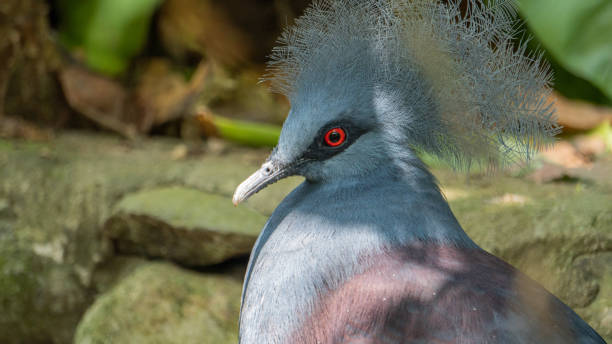 istock Crowned Pigeon with beautiful blue feathers 4 1483866571