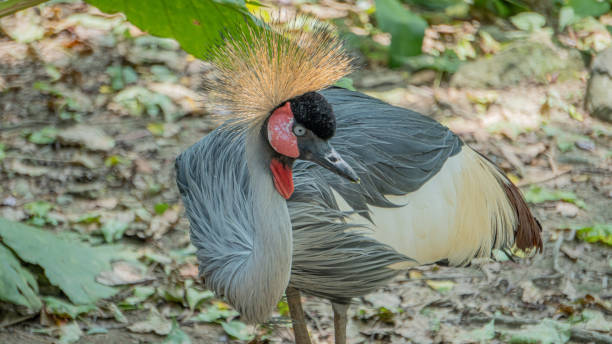 istock Grey Crowned Crane in the bush 4 1483866737