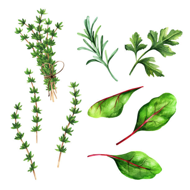 istock Different spices and herbs isolated on white background. Watercolor illustration 1483866804