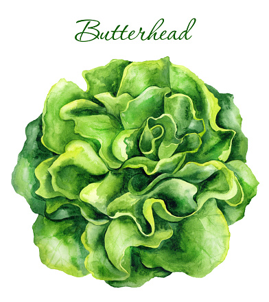 Butterhead lettuce isolated on a white isolated background. Green vegetable salad. Hand drawn watercolor illustration. Suitable for cookbooks, recipes and menus