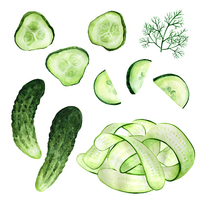 Set fresh whole and sliced cucumber isolated on white background. Watercolor hand drawn vegetables. Suitable for restaurant, kitchen, menu and cookbook