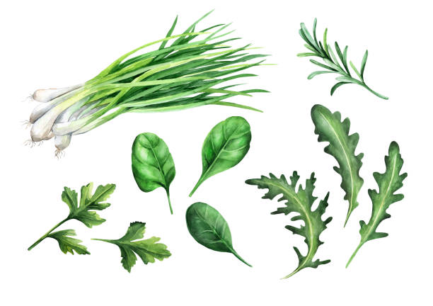 istock Set of fresh salad herbs. Watercolor hand drawn illustration 2 1483866863