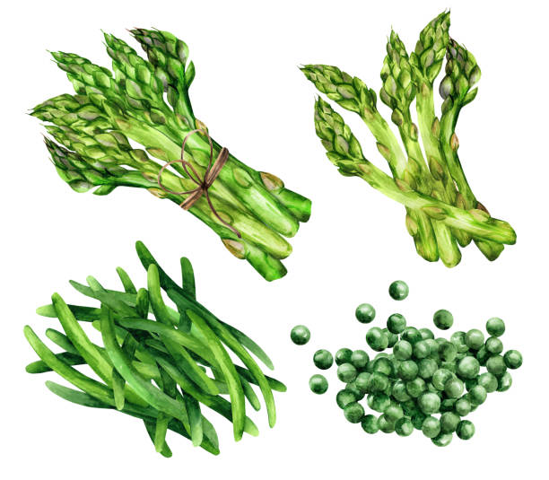 水彩の緑の健康的な野菜。アスパラガス、豆、エンドウ豆 - asparagus vegetable white background freshness点のイラスト素材／クリップアート素材／マンガ素材／アイコン素材