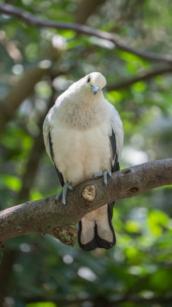 istock White dove standing on a branch 3 1483866989