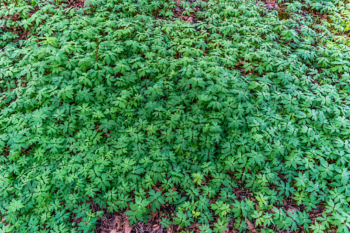 A background shot of green leaves on the ground in spring.