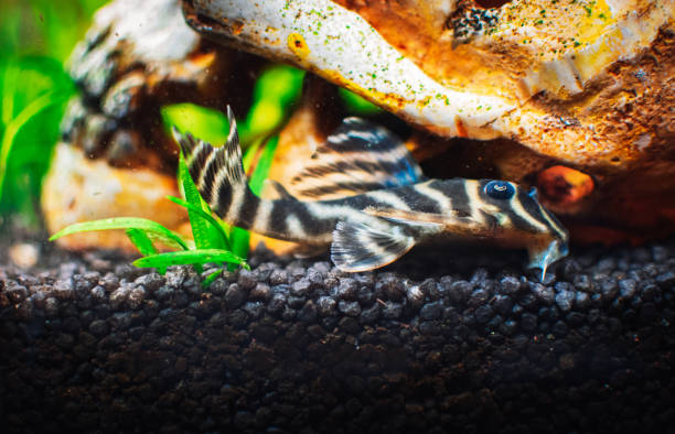 istock a lovely hypancistrus in my tank 1483868326
