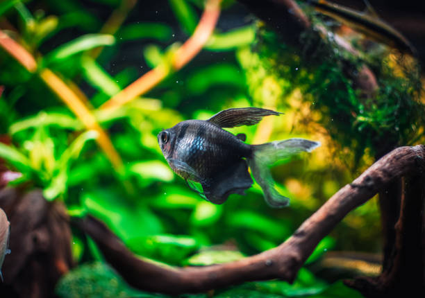 istock a fantastic fish in my tank 1483868747