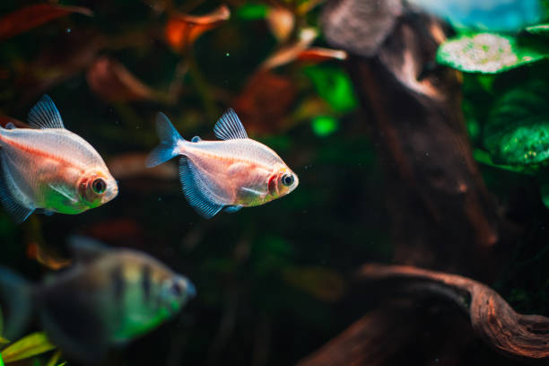 istock a fantastic fish in my tank 1483868865