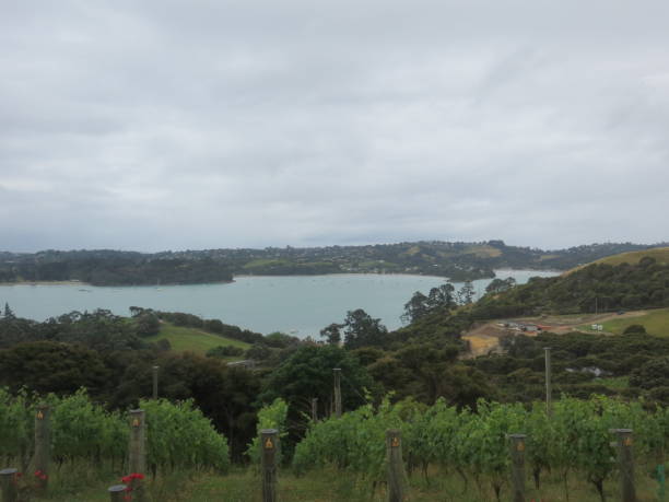 istock vineyard New Zealand 1483870345