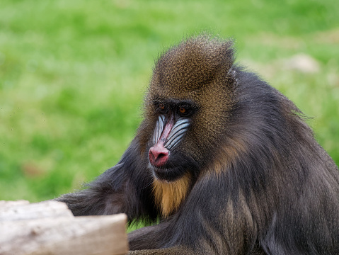 Mandrill monkey sitting. Mandrill portrait