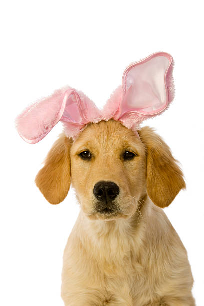 istock Easter Bunny puppy 148387386